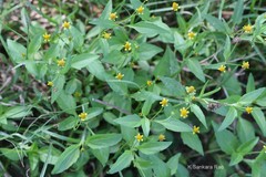 Galinsoga parviflora